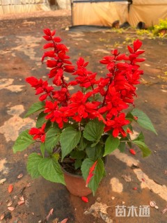 高度20厘米一串红