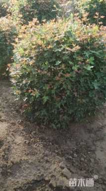 高度120厘米五角枫球