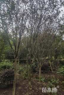 高度400厘米美国紫薇