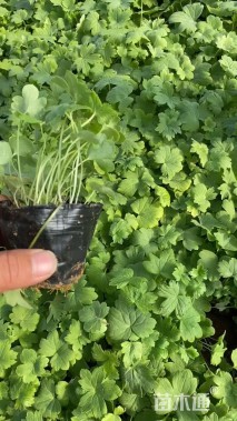 高度17厘米飞燕草
