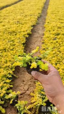 高度10厘米过路黄