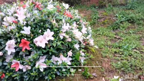 高度50厘米杜鹃