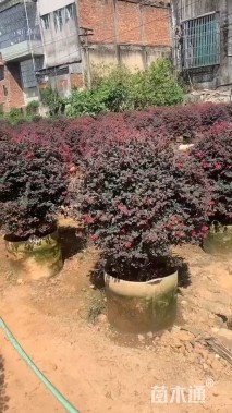 冠幅80厘米红花继木球