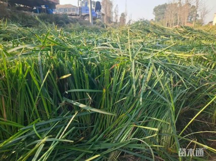 观音草