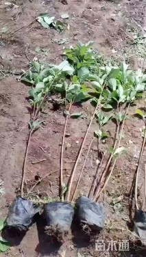 高度40厘米红瑞木