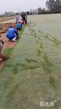 草毯状百慕大草