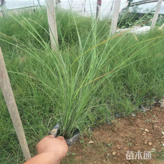 高度40厘米细叶芒