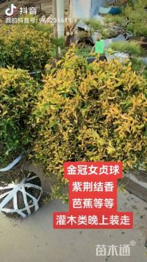 高度200厘米紫荆