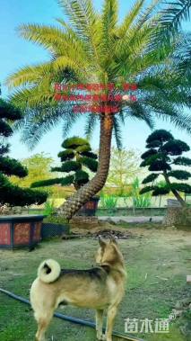 裸干高200厘米中东海枣