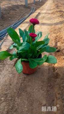 高度10厘米鸢尾