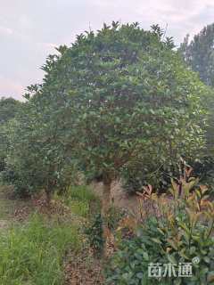 5公分桂花