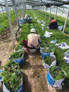 高度15厘米崂峪苔草