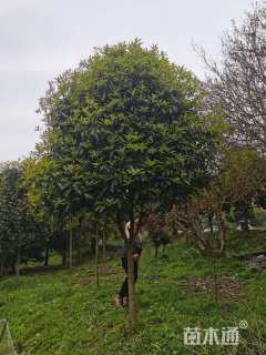15公分桂花
