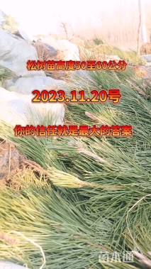高度70厘米油松小苗