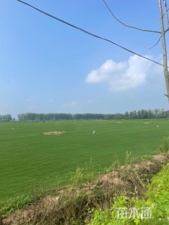 草卷状马尼拉草