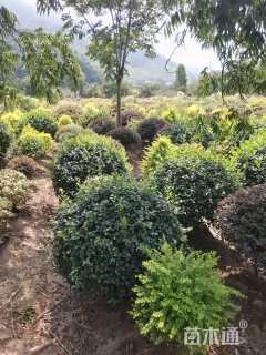 高度50厘米海桐