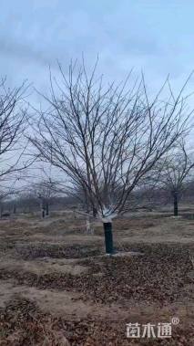 15公分东京樱花