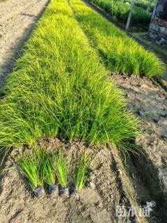 高度15厘米金叶石菖蒲