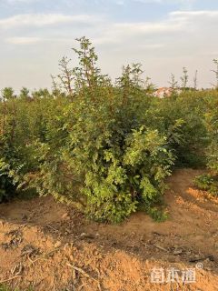 高度90厘米红刺玫