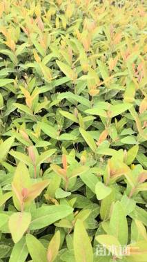 高度35厘米金丝桃小苗