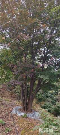 30公分(5杆)丛生榉树