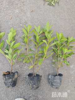 高度25厘米毛鹃小苗