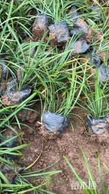 高度25厘米麦冬