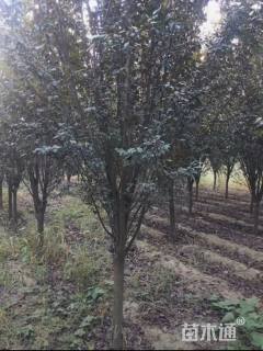 10公分紫叶李