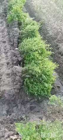 高度40厘米小叶女贞