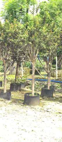 70公分紫薇花瓶