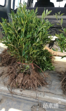 高度30厘米小叶栀子小苗