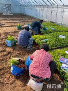 高度25厘米满天星