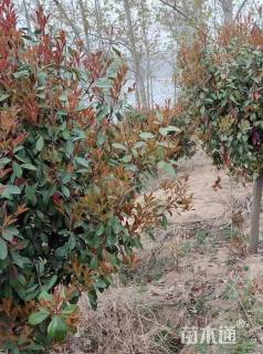 10公分红叶石楠