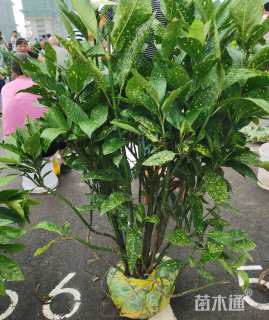 高度100厘米洒金珊瑚