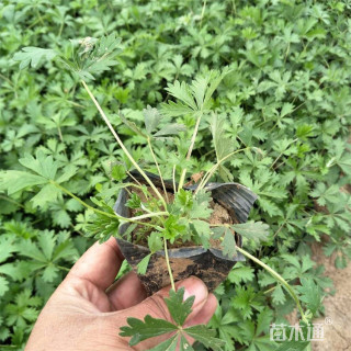高度15厘米委陵菜
