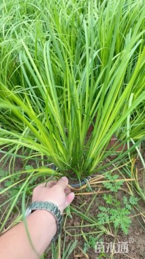 高度30厘米菖蒲