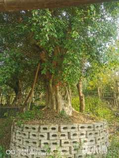 30公分小叶榕