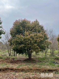 60公分(5杆)丛生香樟