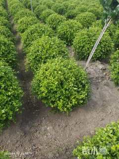 冠幅100厘米瓜子黄杨球