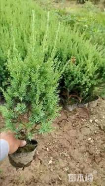 高度80厘米桧柏