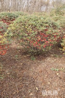 冠幅180厘米火棘球