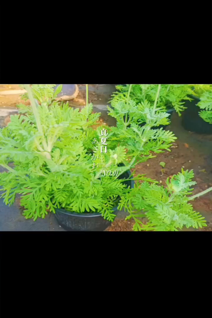 高度30厘米薰衣草