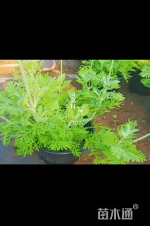 高度30厘米薰衣草