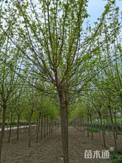 12公分金叶复叶槭