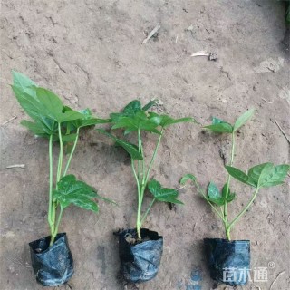 高度30厘米八角金盘小苗