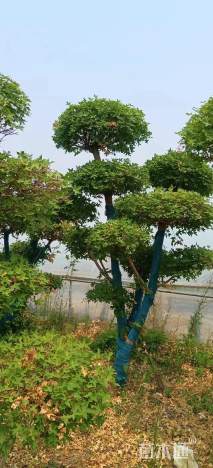 12公分造型五角枫