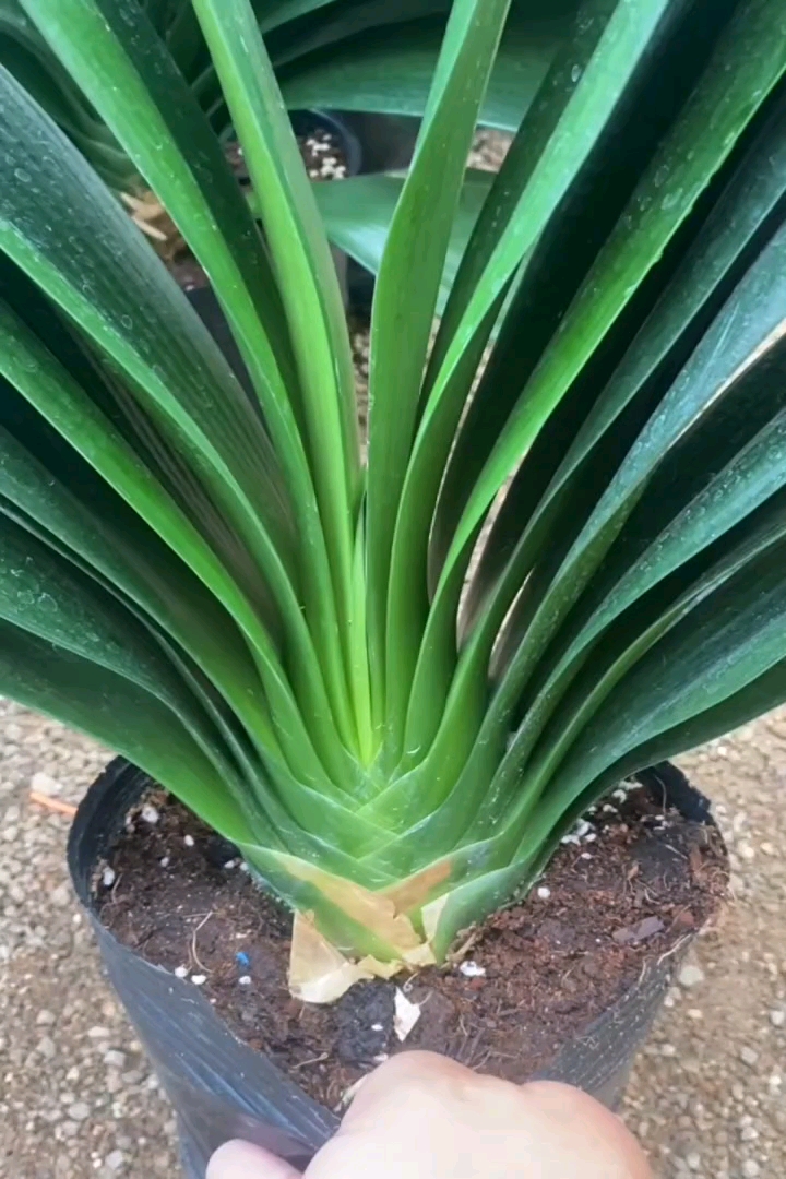 高度35厘米君子兰