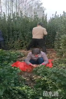 高度300厘米北海道黄杨