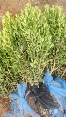 高度40厘米瓜子黄杨