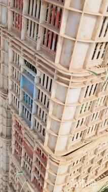 高度40厘米花叶芦竹